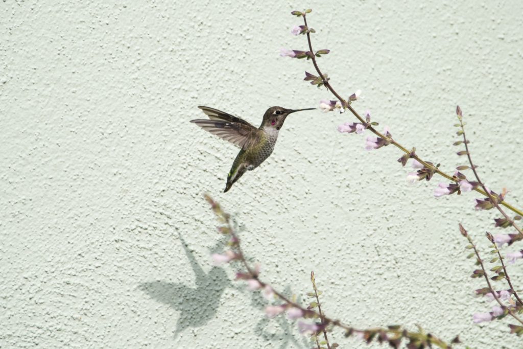 photo-colibri-1024x683.jpg